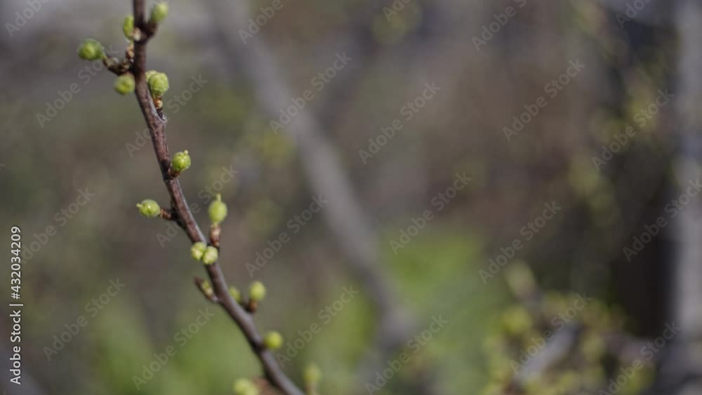 Brunches with fresh new leaves. Slow motion. Shallow depth of field Brunches with fresh new leaves. Slow motion. Shallow depth of field