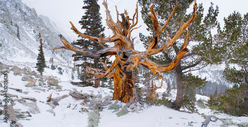 Bristlecone Pine in blowing snow, Wheeler Peak Basin, Great Basin National Park photo