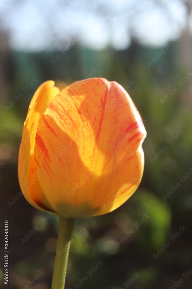 Spring beautiful flowers tulips close-up. Spring beautiful flowers tulips close-up.