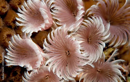 Feather duster tube worms.