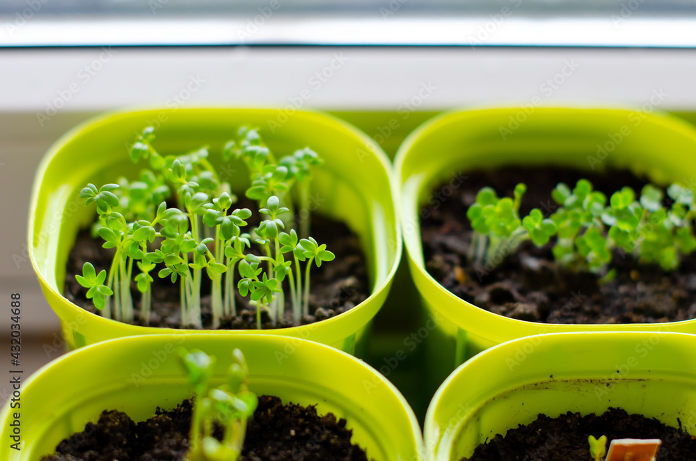 Planting seedlings indoors. Homemade arugula, radish, basil in plastic pots. Healthy organic food concept. Gardening on a balcony or greenhouse in early spring. Close-up. Planting seedlings indoors. Homemade arugula, radish, basil in plastic pots. Healthy organic food concept. Gardening on a balcony or greenhouse in early spring. Close-up.