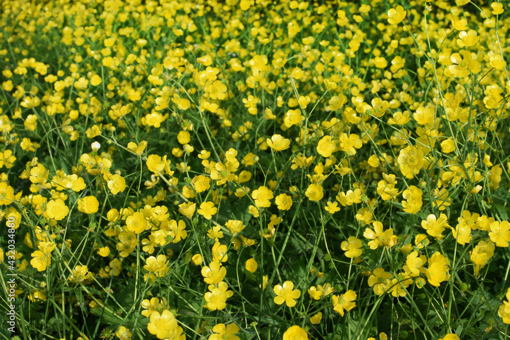 Fototapeta premium Bright yellow flowers of buttercups on a green meadow. Ranunculus acris, medicinal plant.