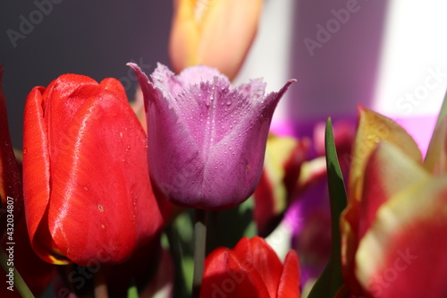 Fototapeta Naklejka Na Ścianę i Meble -  Spring beautiful flowers tulips close-up.