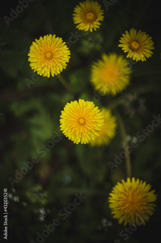 yellow dandelion flower © нрпа ари