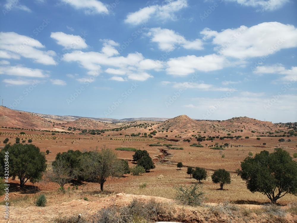 desert shrubs under a blue sky desert shrubs under a blue sky