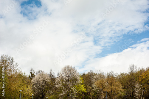 Wallpaper Mural Sky above the spring trees in the forest Torontodigital.ca