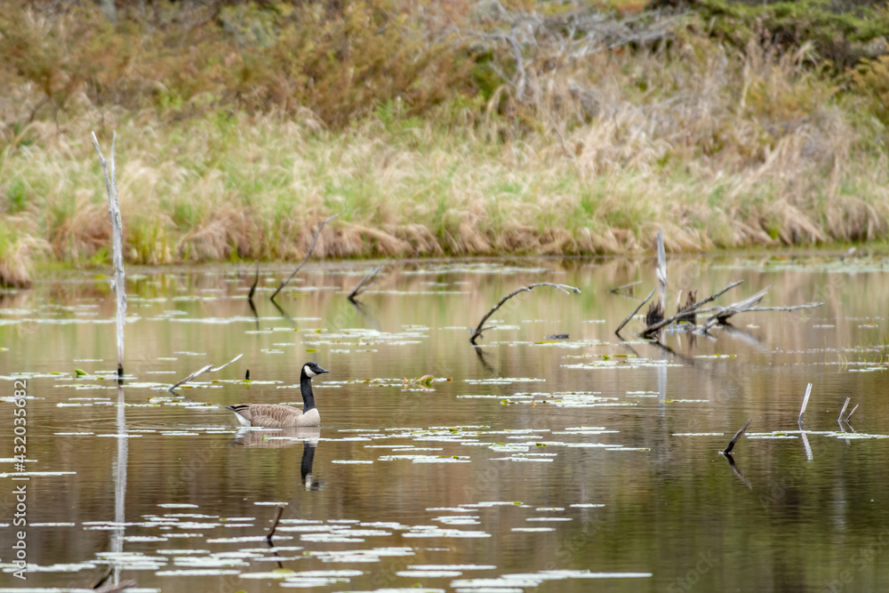 Canada Goose Wading in the Pond Early Spring Canada Goose Wading in the Pond Early Spring