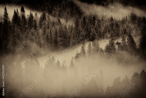 Fog settles in the Valley floor in Yosemite National Park, California.
