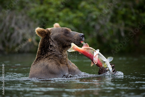 Brown bear catches a salmon in the Brooks River within Katmai National Park. photo
