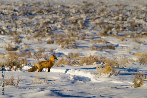 A red fox stares curiously in the distance while standing in the snow in Grand Teton National Park, Wyoming.