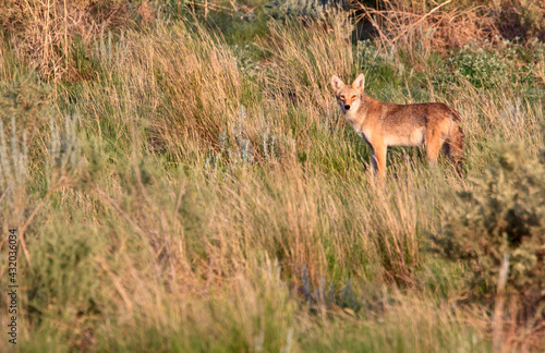 A Coyote (Canis latrans) in Rocky Mountain Arsenal Wildlife Refuge near Denver, Colorado. photo