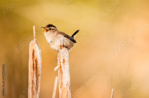 Marsh wren singing on a cattail stalk. Wetland in southwestern Alberta, Canada.