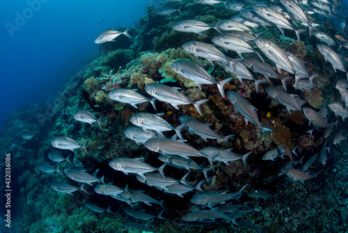 A school of jacks cover a reef in the Solomon Islands. photo