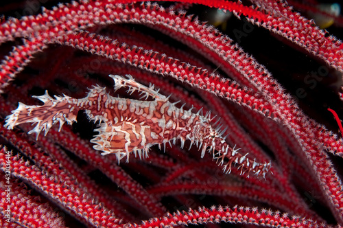 An ornate ghost pipe fish blending into surrounding coral. photo