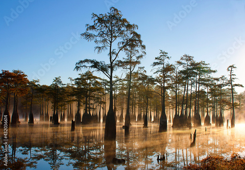 George L. Smith State Park, Twin City, GA: Early morning mist glows orange as it lies low over lake filled with cypress trees at sunrise