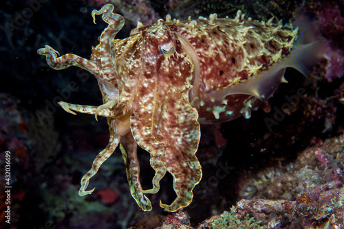 Cuttlefish portrait, Solomon Islands. photo