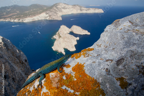 A male Ibiza wall lizard on the summit of Es Vedras looking toward Ibiza. photo