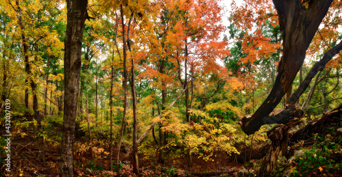 hardwood forest, Shenandoah National Park, Virginia, USA
