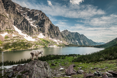 A mountain goat in the backcountry of Glacier National Park, Montana.