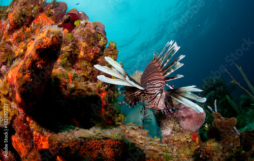 A lionfish in Turks & Caicos.