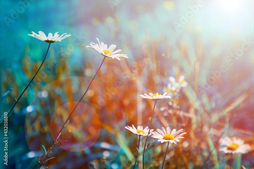 White chamomile flowers in a field in the grass. Spring or summer vintage floral background. Effect teal and orange.