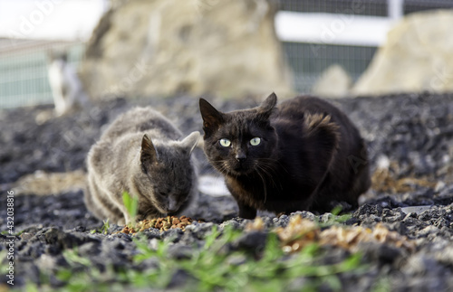 Wallpaper Mural Stray cats eating on the street Torontodigital.ca