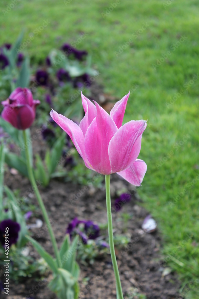 tulip rose pink tulip rose pink