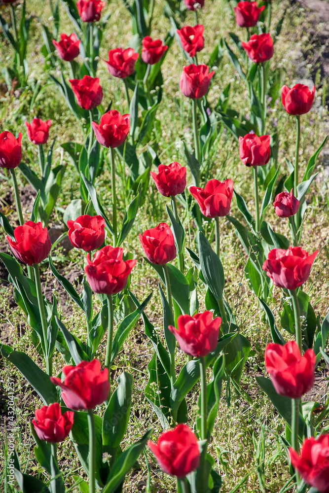 Tulips of red color in the garden Tulips of red color in the garden