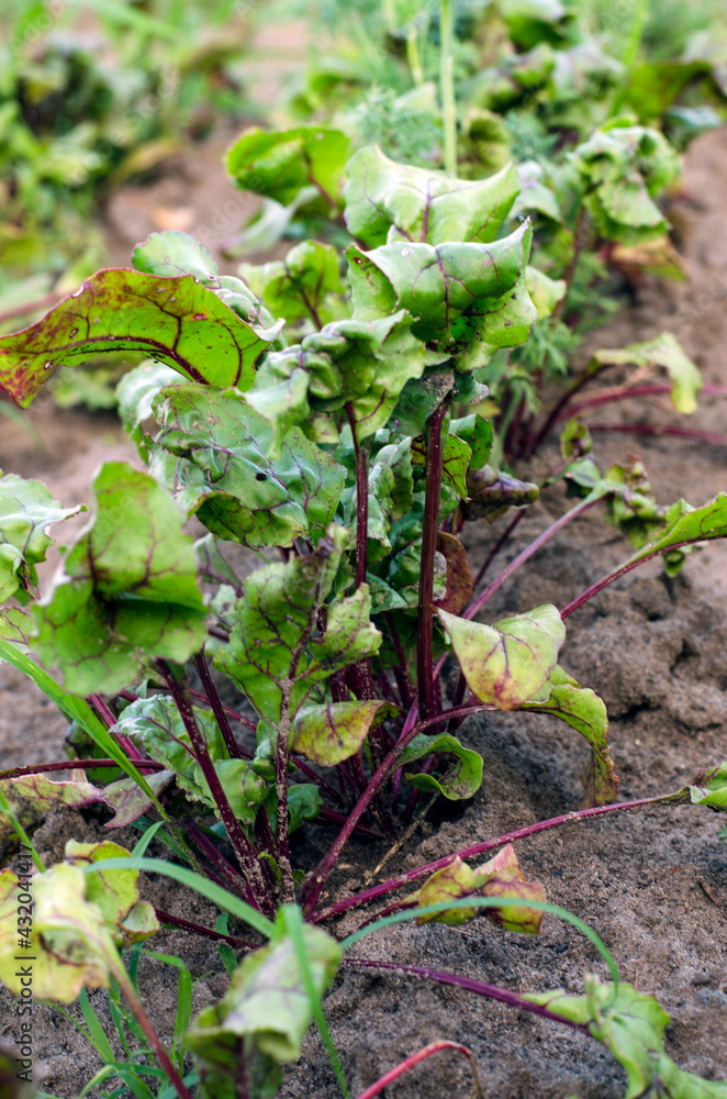 Sprouted beet seeds in the garden Sprouted beet seeds in the garden