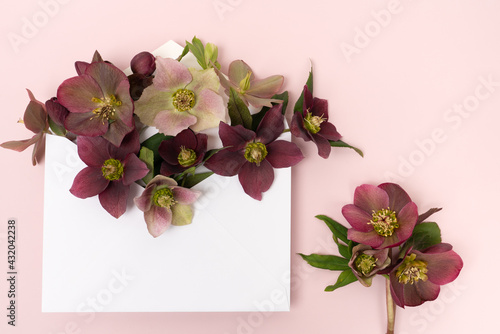 Hellebore blooms with blanknote photo