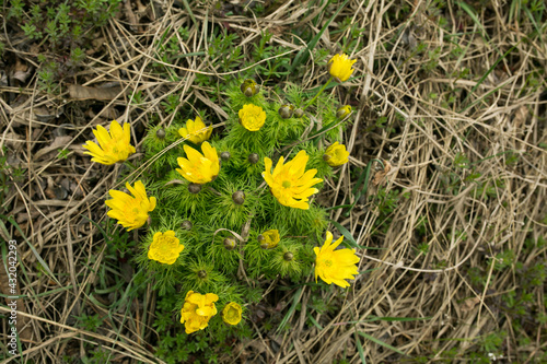 Spring adonis flower in the fields and hills, Ukraine. The pheasant's eye grows in sheep pasture in early spring. Large yellow flowers. photo