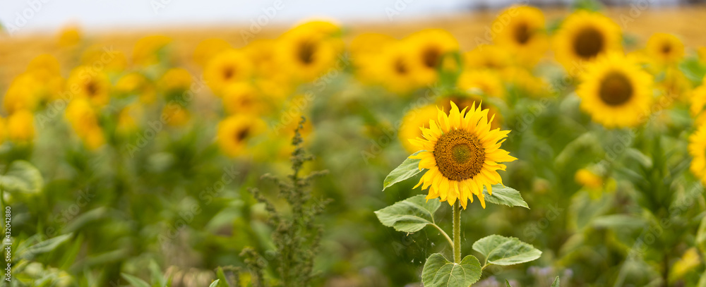 Sunflower (Helianthus annuus) single blossom in the focus on the right side, in the background a sea of blossoms out of focus with a piece of sky in the cut.. Sunflower (Helianthus annuus) single blossom in the focus on the right side, in the background a sea of blossoms out of focus with a piece of sky in the cut..