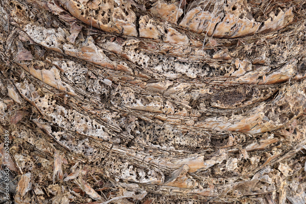 Close Up Detail of Rough Bark on Palm Tree Close Up Detail of Rough Bark on Palm Tree
