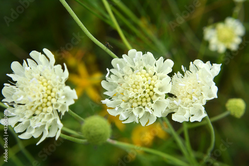 Scabiosa ochroleuca grows in nature photo