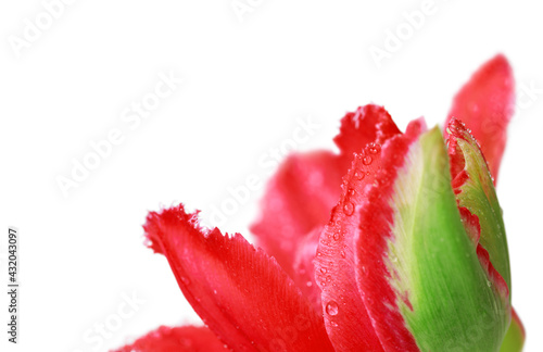 Red tulip extreme close up on white background with copy space. 