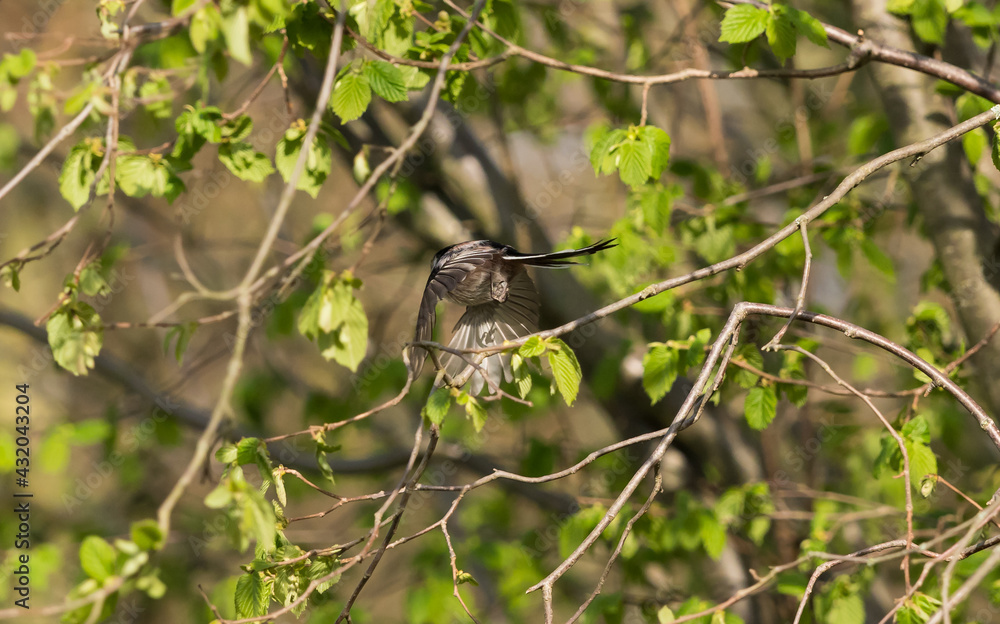 Birds in fly catched in urban area with olympus gear Birds in fly catched in urban area with olympus gear