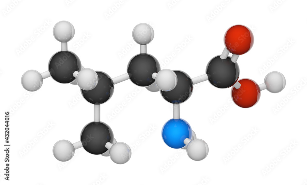 Leucine (symbol Leu Or L) Is An Essential Amino Acid That Is Used In 