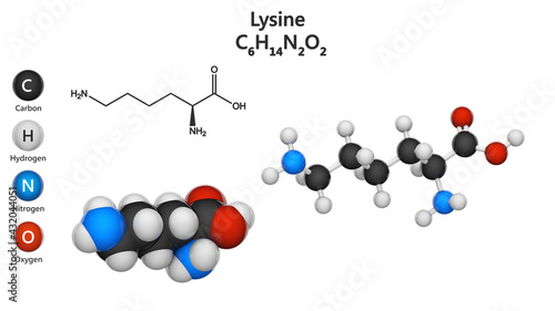 Lysine (symbol Lys or K) is an amino acid that is used in the biosynthesis of proteins. Formula: C6H14N2O2. 3D illustration. Chemical structure model: Ball and Stick + Space-Filling. White background photo