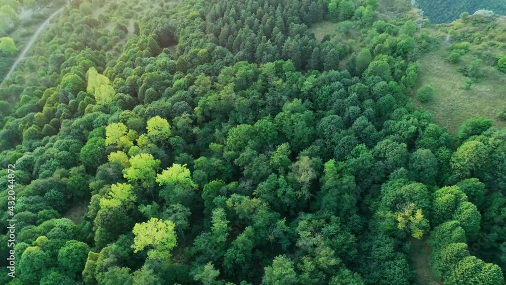 Aerial view of summer forest trees, eco concept, fresh air, beautiful view , traveling Aerial view of summer forest trees, eco concept, fresh air, beautiful view , traveling