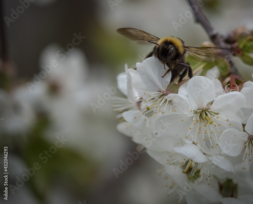 A bumblebee doing her work at spring in jena thuringia © Marrow83