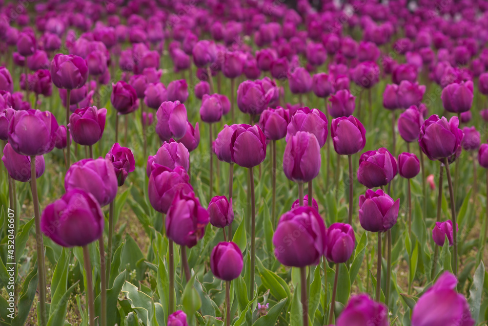 Tulips. Background with tulips. Desktop wallpaper. Tulips. Background with tulips. Desktop wallpaper.