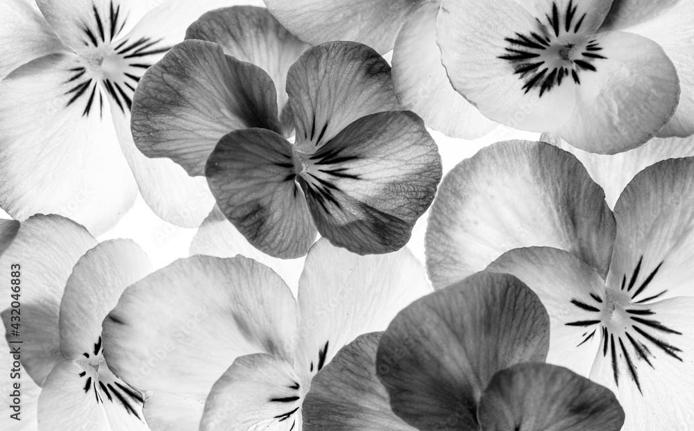 pansy flower - flower background close up - black and white pansy flower - flower background close up - black and white