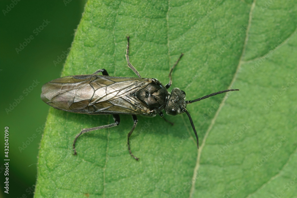 Fototapeta premium Detailed closeup of a sawfly , Dolerus , on a green leaf