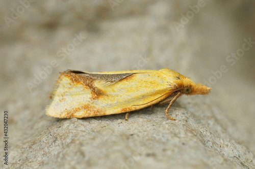 Closeup of the hook-marked straw moth, Agapeta hamana in the garden photo