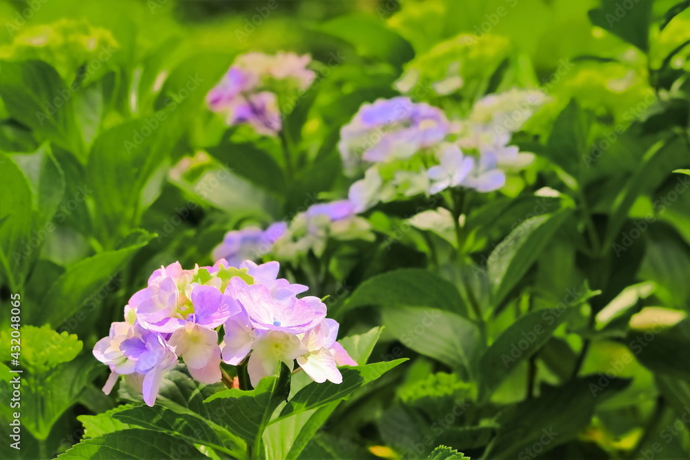 美しいアジサイの花 美しいアジサイの花