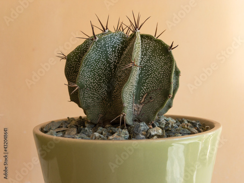 Closeup of a Astrophytum ornatum cactus isolated photo
