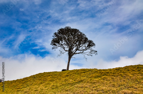 tree in the field
