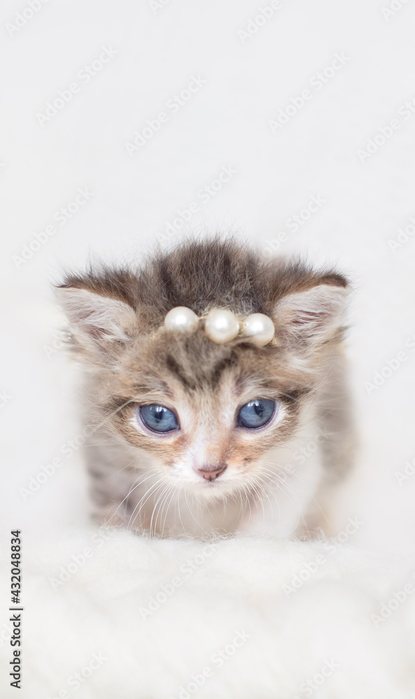 one newborn kitten standing looking in camera on neutral background. adorable kitten portrait. newborn pet photosession, animal care, cat's day, pet love, art pet photography concept. copy space
