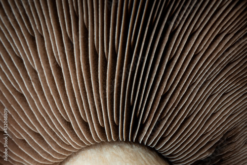macro of a mushroom photo