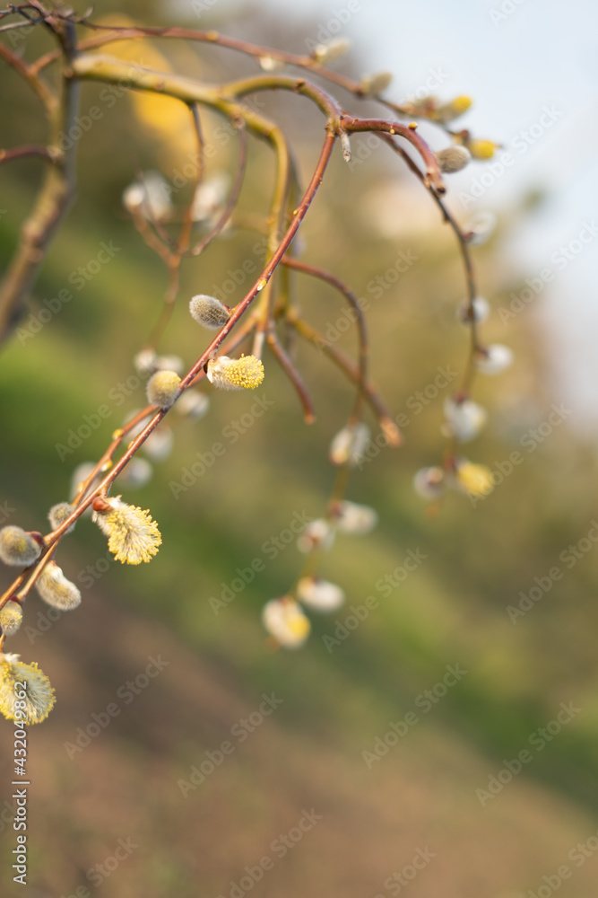 A pussy-willow branch with young blossoming buds. Spring plants. A pussy-willow branch with young blossoming buds. Spring plants.